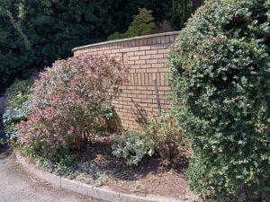 Shrubs outside- click for photo gallery